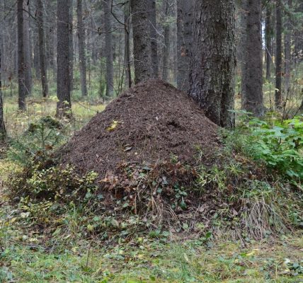 Explore the natural beauty of an anthill nestled in a lush Syktyvkar forest.