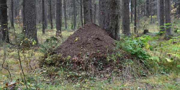 Explore the natural beauty of an anthill nestled in a lush Syktyvkar forest.